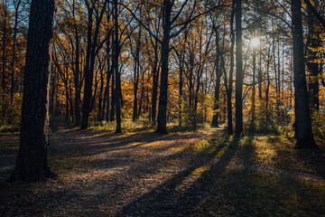 Autumn landscape beautiful colored trees in the forest, glowing in sunlight. wonderful picturesque background. color in nature. gorgeous view. Amazing nature landscape..