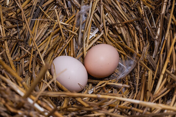 eggs in the nest