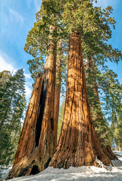 Giant sequoia trees in the winter © Juan
