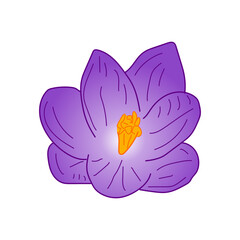 Purple crocus flower blossom. Crocus flower illustration isolated on white background. Cute flower vector illustration.