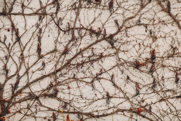 Branches climbing plant with berries on the white plaster wall background.