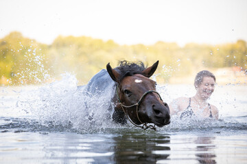 Pferd schüttelt sich im Wasser