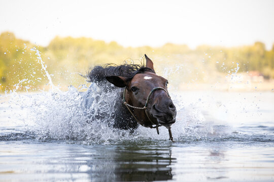 Pferd schüttelt sich im Wasser