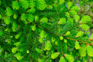 Natural background of young fir-tree branches with small needles. Growing new evergreen fir tree. Pine branches with young green needles for publication, poster, screensaver, wallpaper, banner, cover