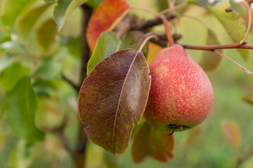 Red pear close-up on a branch with foliage background. Pear tree branch with one ripening fruit for publication, poster, screensaver, wallpaper, postcard, banner, cover, post. Vitamin healthy food