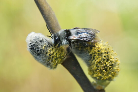 Closeup on a female ashy mining bee, Andrena cineraria collecting pollen from Goat willow, Salix caprea
