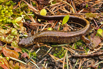 Closeup on an adult pregnant female Dunn's salamander, Plethodon dunni onthe forest soil