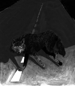 A wolf running across the road at night, illuminated by the headlights of an oncoming car. Monochrome illustration handmade using pen and paint.