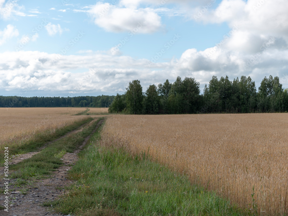 Wall mural fields of wheat at the end of summer fully ripe