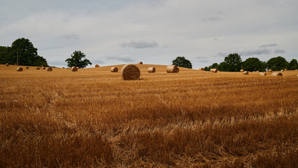Fototapeta premium panoramic view of hay bales in yellow wheat field