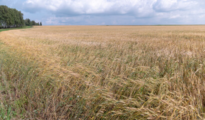 Fields of wheat at the end of summer fully ripe