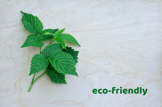 Sprig of raspberry bush with green leaves, lying on a treated wooden board, inscription "eco-friendly" in the lower right corner, minimalist design, selective focus