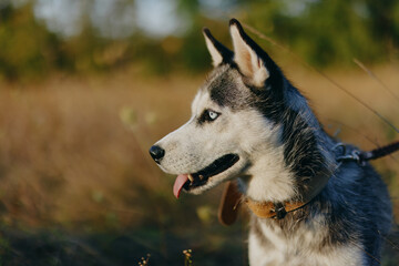 Portrait of a husky dog ​​on a leash against the background of an autumn landscape of sun-scorched grass