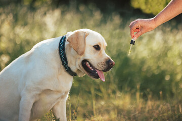 Dog licking a dropper with CBD oil while taking a walk in nature. CBD for pet health problems...