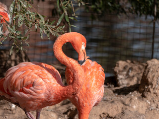 Flock of Greater Flamingo, nice pink big bird, standing in the water