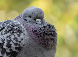 A racing pigeon poses in front of the lens of the camera
