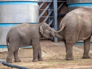 Naklejka premium Wild Asian elephant mother and baby are walking