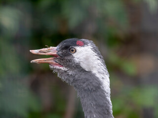The red-crowned crane Close up portrait Grus japonensis also called the Japanese crane