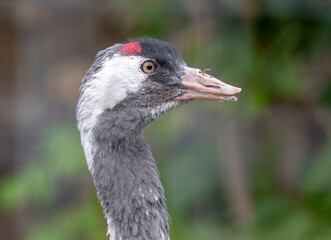 The red-crowned crane Close up portrait Grus japonensis also called the Japanese crane