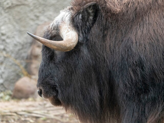 Taro Buffalo eat fresh green tree branches