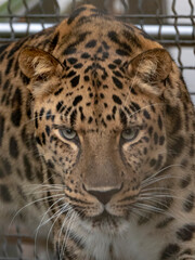 Jaguar before the attack on the victim prepares to jump