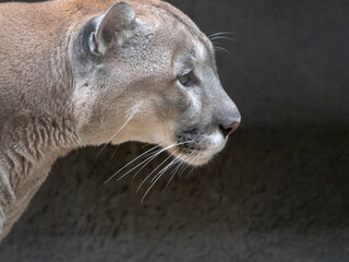 puma before the attack on the victim prepares to jump