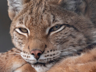 Obraz na płótnie Canvas Lynx looks with predatory eyes from the shelter