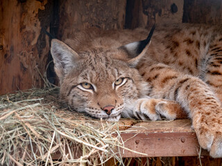 Lynx looks with predatory eyes from the shelter
