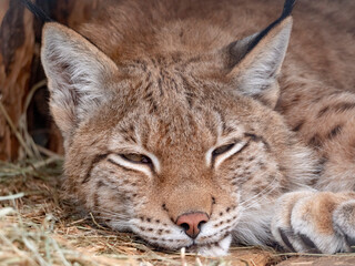 Lynx looks with predatory eyes from the shelter