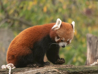 Red Panda, Firefox or Lesser Panda Ailurus fulgens on the tree