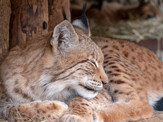 Obraz premium Lynx looks with predatory eyes from the shelter