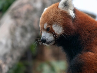 Red Panda, Firefox or Lesser Panda Ailurus fulgens on the tree