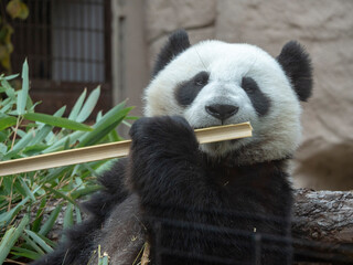 Panda goes on a background of green grass