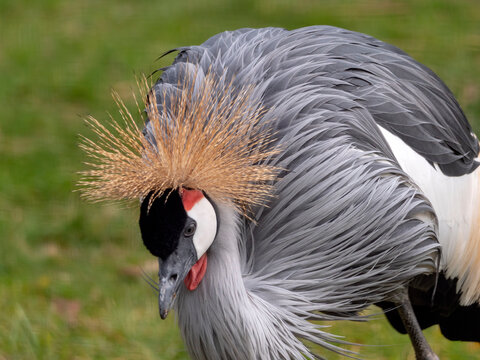 Beautiful bird, Grey Crowned Crane with blue eye and red wattle