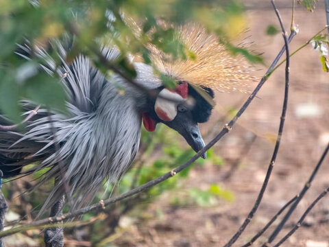 Beautiful bird, Grey Crowned Crane with blue eye and red wattle