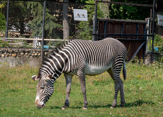 African beautiful zebra eating fresh green grass