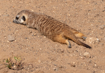 Fototapeta premium Meerkat or suricate is a small carnivoran belonging to the mongoose family