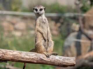 Meerkat or suricate is a small carnivoran belonging to the mongoose family