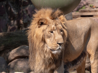 Portrait lion basking in the warm sun after dinner