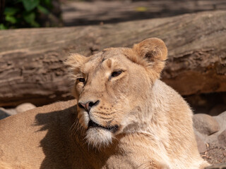 Portrait lioness basking in the warm sun after dinner