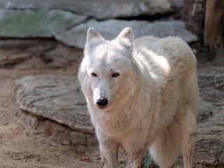 Obraz premium Grey Wolf Canis lupus Portrait - captive animal