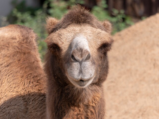 Obraz premium Portrait of a graceful two-humped camel resting in the shade