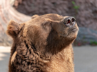 Brown bear Ursus arctos portrait on the hunt