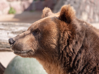 Brown bear Ursus arctos portrait on the hunt