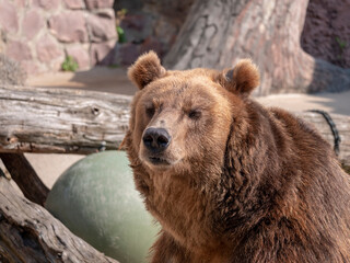 Brown bear Ursus arctos portrait on the hunt