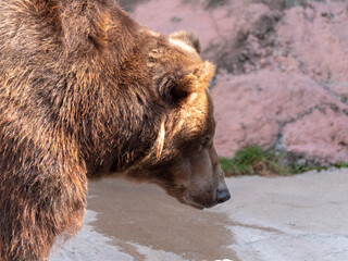 Brown bear Ursus arctos portrait on the hunt