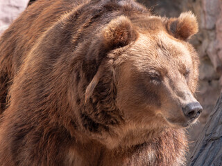 Fototapeta premium Brown bear Ursus arctos portrait on the hunt