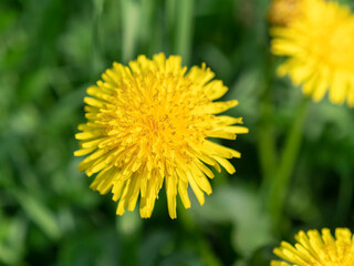 Fototapeta premium Spring background of yellow dandelion meadow