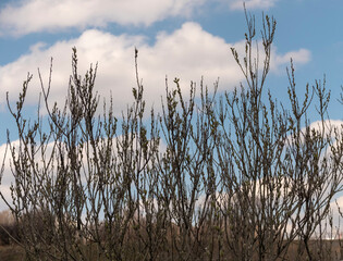 Beautiful branches pussy willow against the blue sky, easter palm sunday holiday