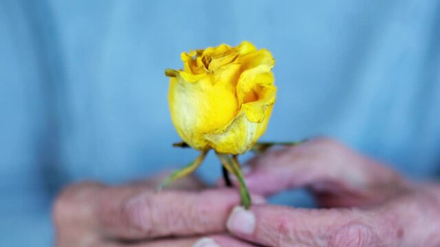 Cinemagrpah of old woman&rsquo;s hand holding yellow rose
